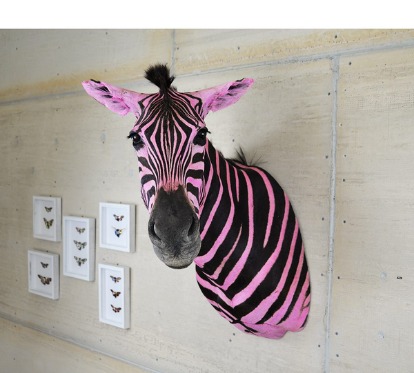 Meet Mary Jane Claverol's Zebra and discover why its pink!